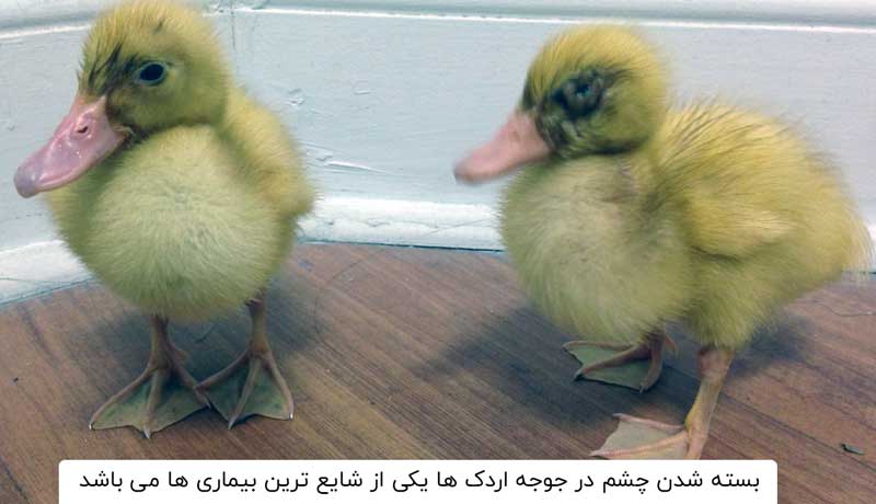 بسته شدن چشم جوجه اردک