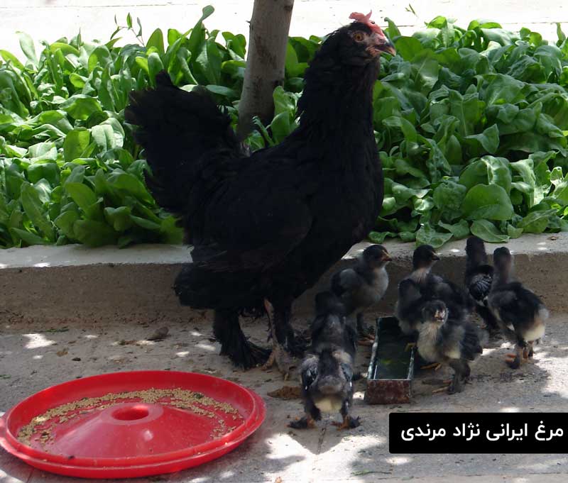 مرغ مرندی