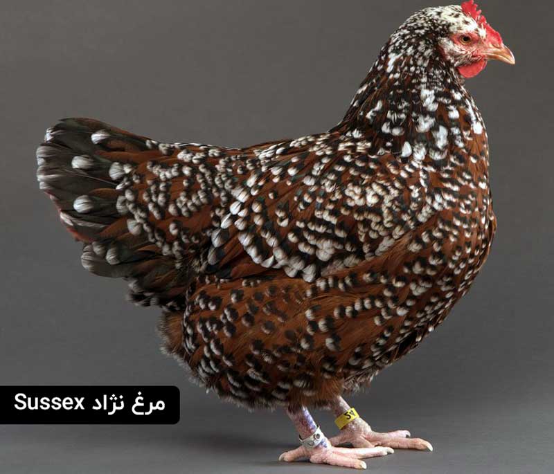 مرغ نژادسوسکس