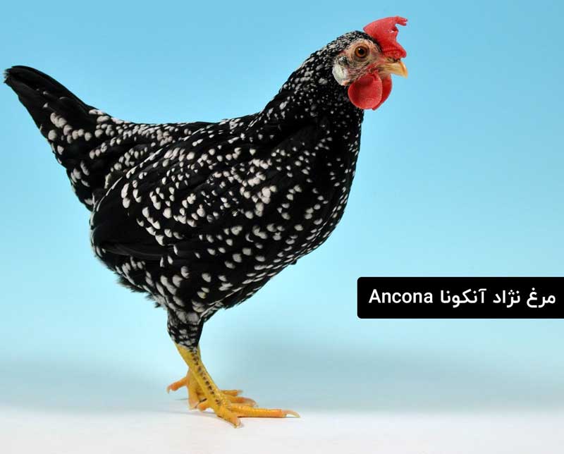 نژاد مرغ آنکونا