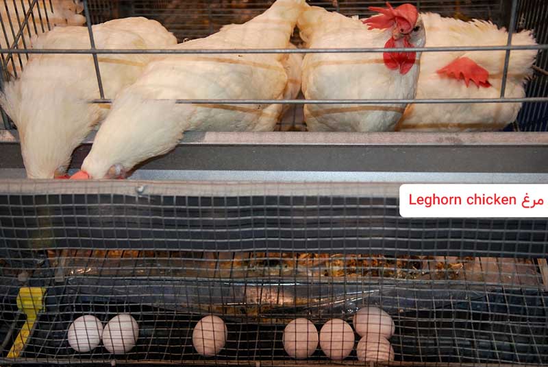 مرغ نژاد لگهورن