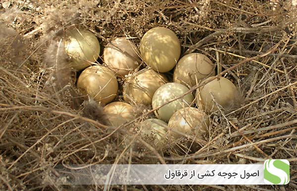 اصول جوجه کشی از قرقاول - اندیشه سبز