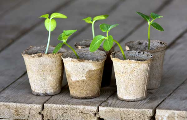 بذر خیار گلخانه ای - اندیشه سبز