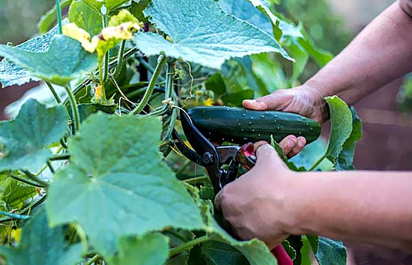 مراحل کشت بذر خیار گلخانه ای - اندیشه سبز