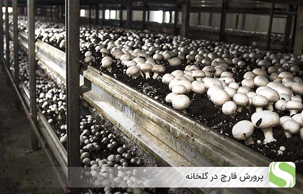 پرورش قارچ در گلخانه - اندیشه سبز