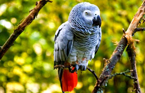 چه نژادی از کاسکو را برای پرورش انتخاب کنیم