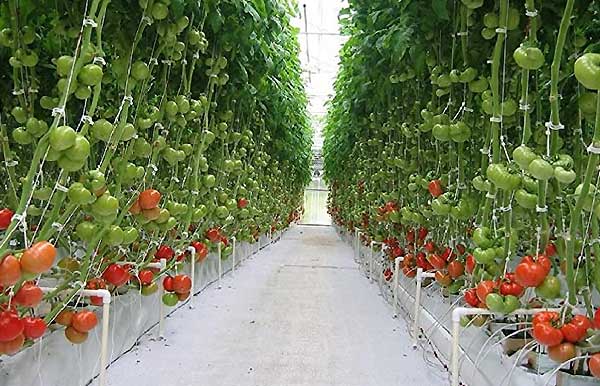 کاشت خیار و گوجه فرنگی گلخانه ای - اندیشه سبز