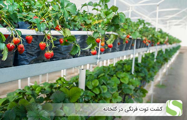 کشت توت فرنگی در گلخانه - اندیشه سبز