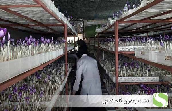 کشت زعفران گلخانه ای - اندیشه سبز