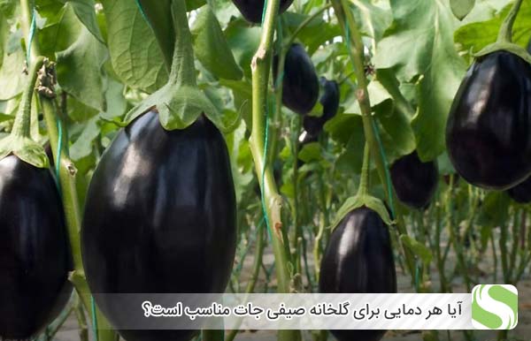 آیا هر دمایی برای گلخانه صیفی جات مناسب است؟ - اندیشه سبز