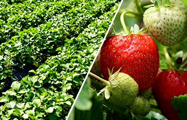 درآمد پرورش توت فرنگی چقدر خواهد بود - اندیشه سبز