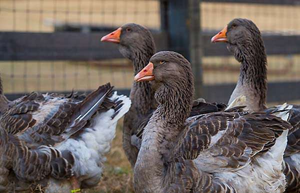 غاز تولوز (Toulouse goose) - اندیشه سبز