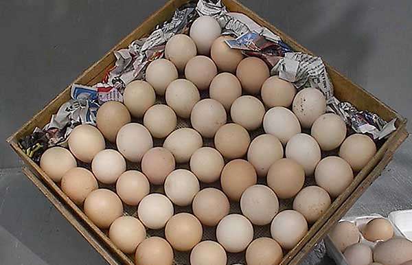 دما و رطوبت اتاق انبار - اندیشه سبز