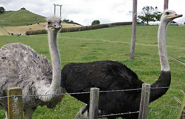 نسبت نر به ماده در پرورش شترمرغ - اندیشه سبز