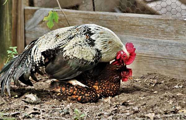 آماده سازی مرغ و خروس ها برای جفت گیری - اندیشه سبز