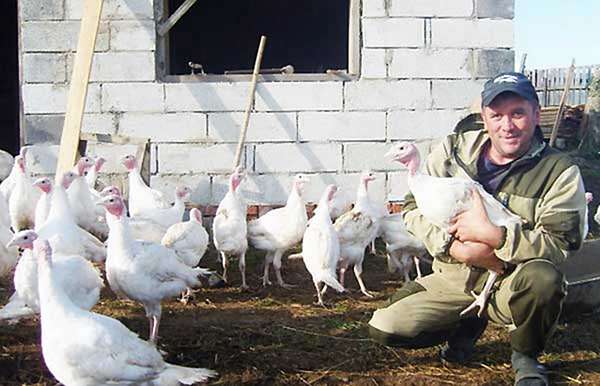 شرایط پرورش بوقلمون گوشتی در خانه - اندیشه سبز
