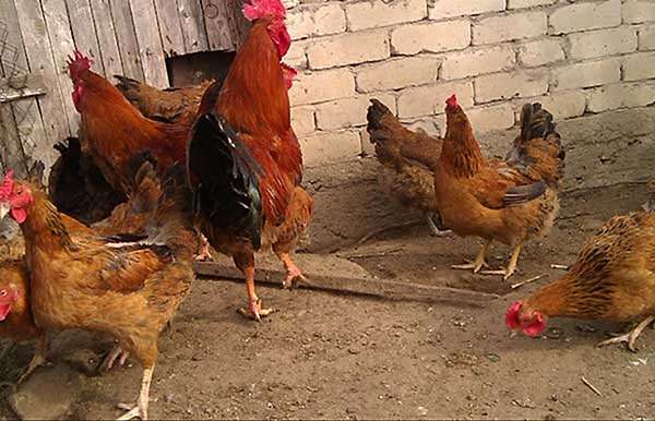 قبل از پرورش مرغ بومی در خانه باید به چه نکاتی توجه کنیم - اندیشه سبز