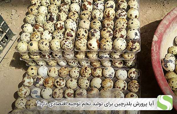 آیا پرورش بلدرچین برای تولید تخم توجیه اقتصادی دارد؟ - اندیشه سبز