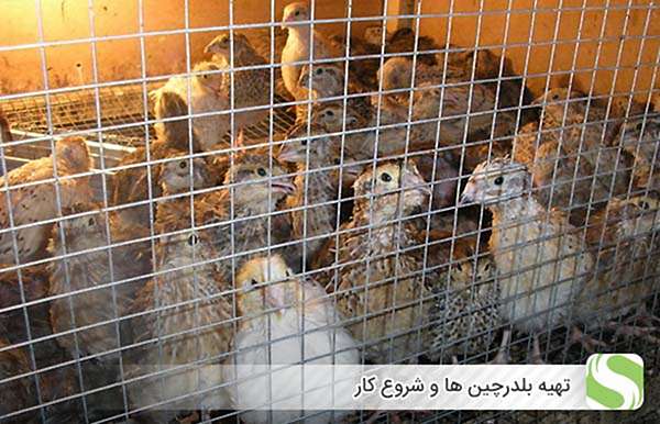 تهیه بلدرچین ها و شروع کار - اندیشه سبز