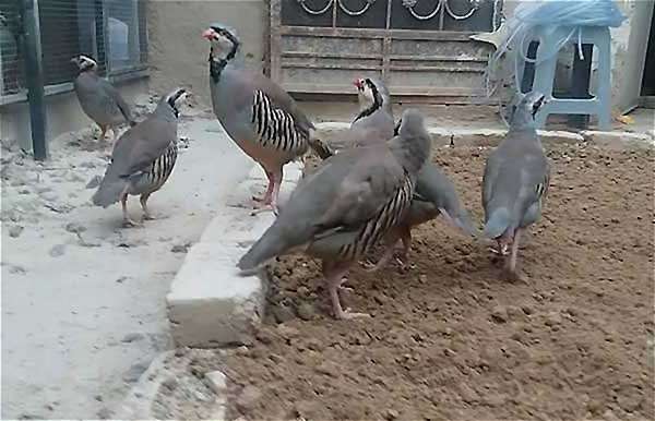 جیره غذایی سالم - اندیشه سبز