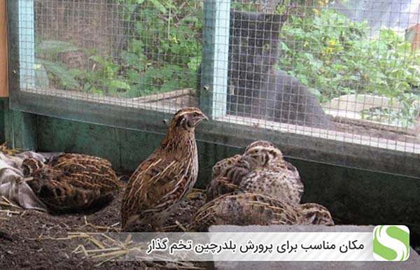 رعایت بهداشت در محل پرورش بلدرچین - اندیشه سبز