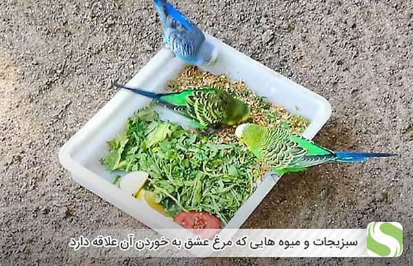 سبزیجات و میوه هایی که مرغ عشق به خوردن آن علاقه دارد - اندیشه سبز