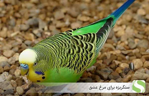 سنگریزه برای مرغ عشق - اندیشه سبز