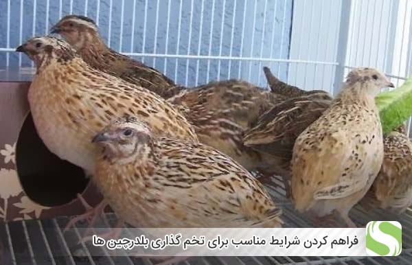 فراهم کردن شرایط مناسب برای تخم گذاری بلدرچین ها - اندیشه سبز