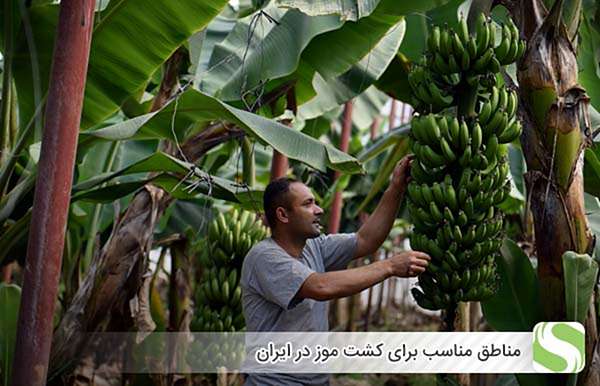 مناطق مناسب برای کشت موز در ایران - اندیشه سبز