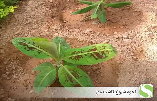 نحوه شروع کاشت موز - اندیشه سبز