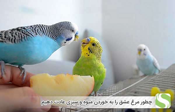 چطور مرغ عشق را به خوردن میوه و سبزی عادت دهیم - اندیشه سبز
