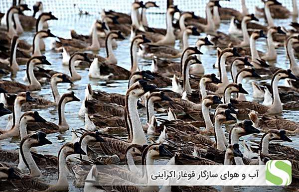 آب و هوای سازگار قوغاز اکراینی - اندیشه سبز