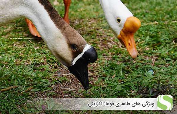 ویژگی های ظاهری قوغاز اکراینی - اندیشه سبز