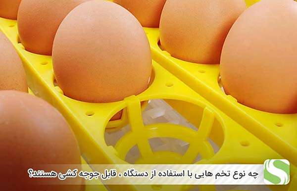 چه نوع تخم هایی با استفاده از دستگاه ، قابل جوجه کشی هستند؟ - اندیشه سبز