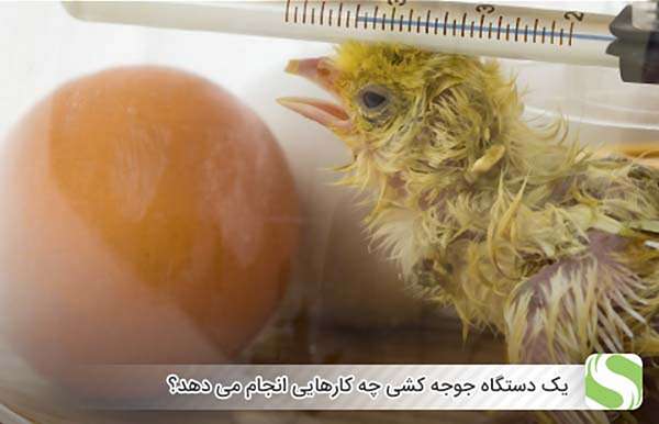 یک دستگاه جوجه کشی چه کارهایی انجام می دهد؟ - اندیشه سبز