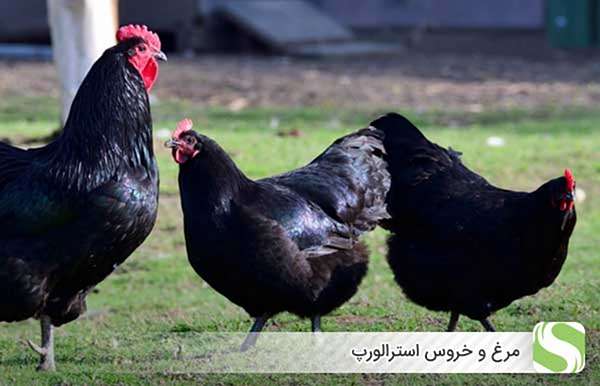 مرغ و خروس استرالورپ - اندیشه سبز