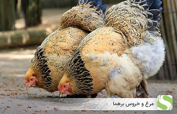 مرغ و خروس برهما - اندیشه سبز