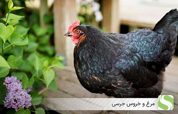 مرغ و خروس جرسی - اندیشه سبز