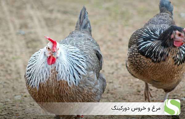 مرغ و خروس دورکینگ - اندیشه سبز