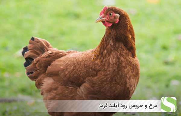 مرغ و خروس رود آیلند قرمز - اندیشه سبز
