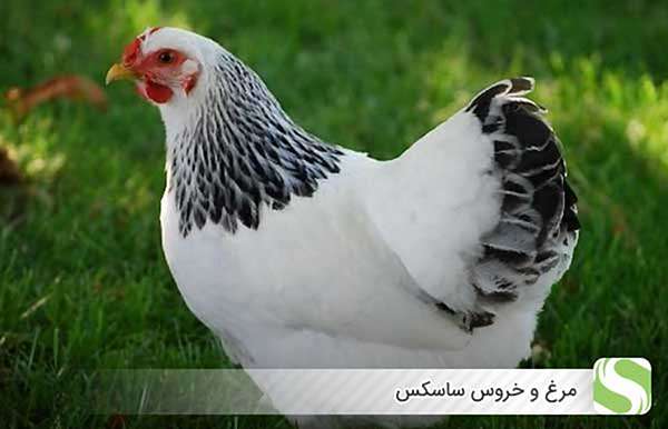 مرغ و خروس ساسکس - اندیشه سبز