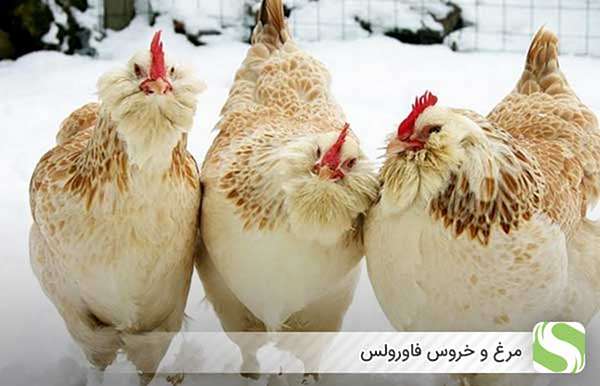 مرغ و خروس فاورولس - اندیشه سبز