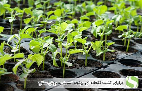 مزایای کشت گلخانه ای یونجه نسبت به روش سنتی - اندیشه سبز