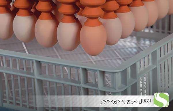 انتقال سریع به دوره هچر - اندیشه سبز