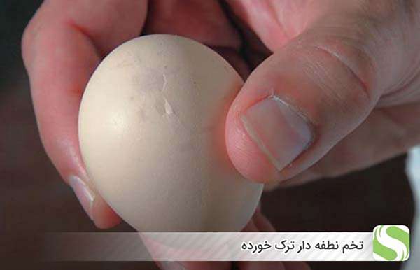 تخم نطفه دار ترک خورده - اندیشه سبز