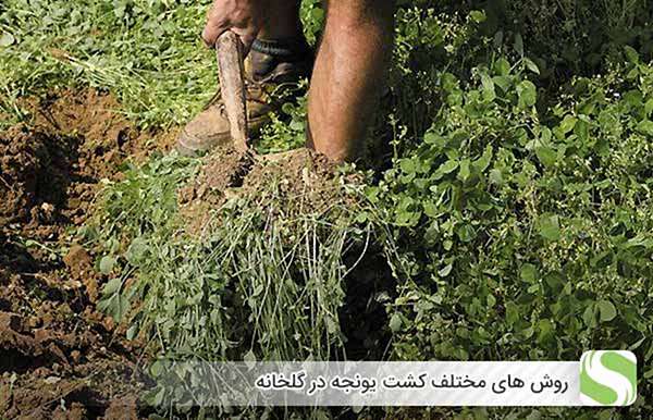 روش های مختلف کشت یونجه در گلخانه - اندیشه سبز