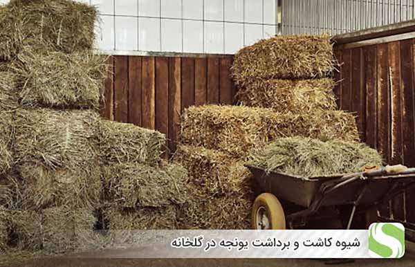 شیوه کاشت و برداشت یونجه در گلخانه - اندیشه سبز