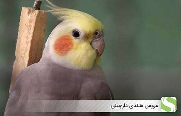 عروس هلندی دارچینی - اندیشه سبز