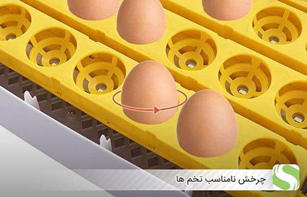 چرخش نامناسب تخم ها - اندیشه سبر