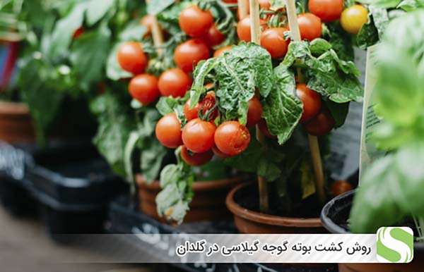 روش کشت بوته گوجه گیلاسی در گلدان - اندیشه سبز